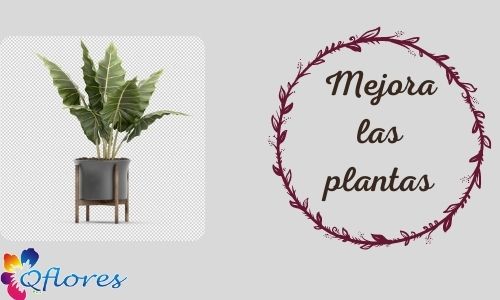 Mejora las plantas