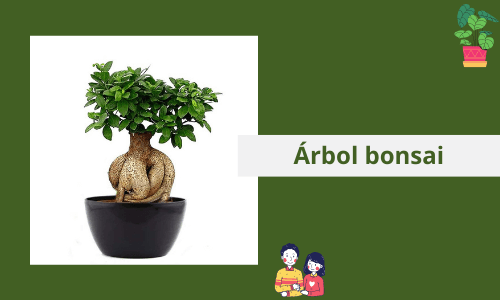 árbol de los bonsais de interior