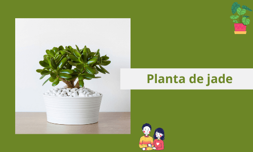 Planta de jade