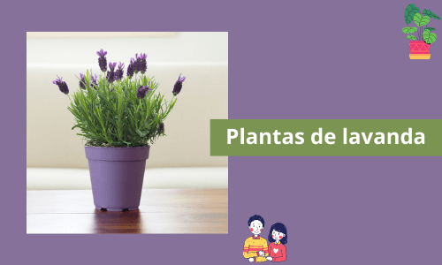 Plantas de lavanda