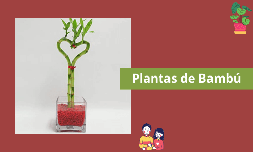 Plantas de bambú