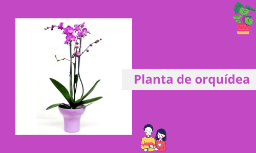 Hermosas orquídeas