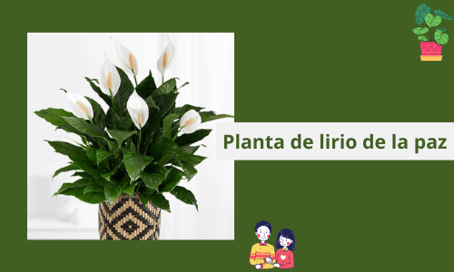 Planta de lirio de la paz