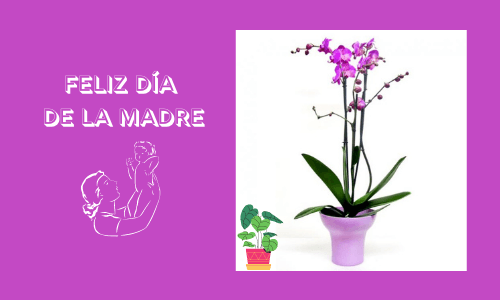 Orquídeas