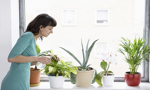 Pide plantas para ti