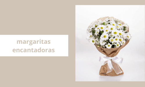 manojo de margaritas encantadoras