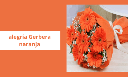 Alegría Gerbera naranja