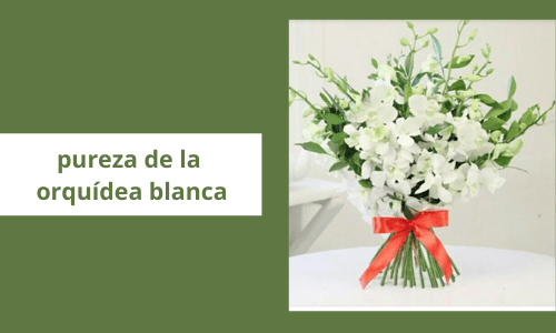 Pureza de la orquídea blanca
