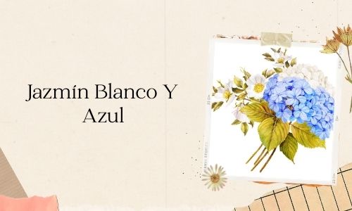 Jazmín Blanco Y Azul: