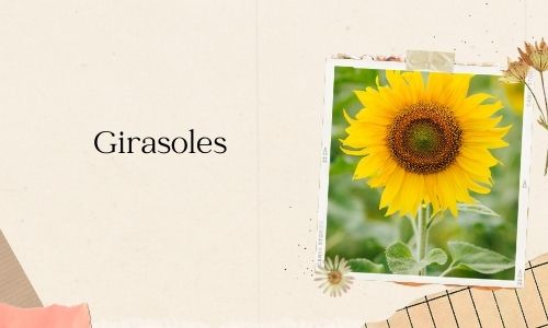 Girasoles