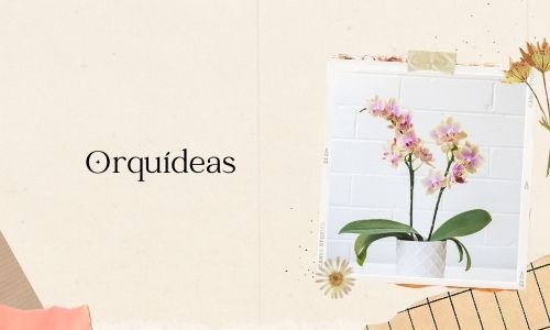 Orquídeas