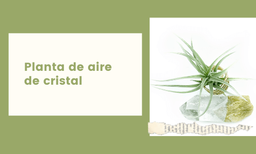 ceystal air plant