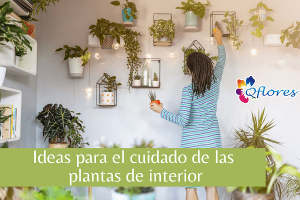 Ideas para el cuidado de las plantas de interior: cómo cuidar las plantas de interior
