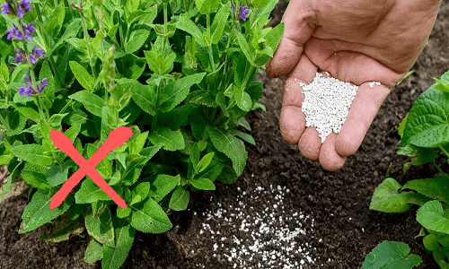 dont require fertilization