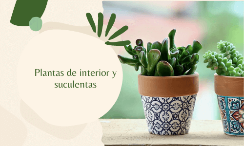 Plantas de interior y suculentas