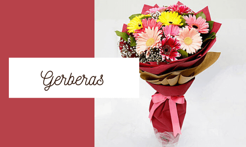 gerberas