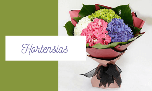hydrangeas