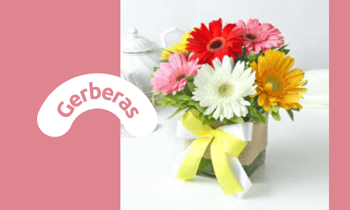 Gerberas