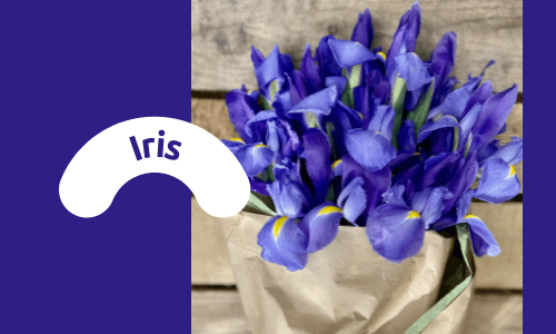 Iris