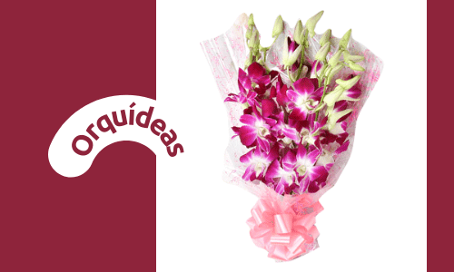 Orquídea de la suerte