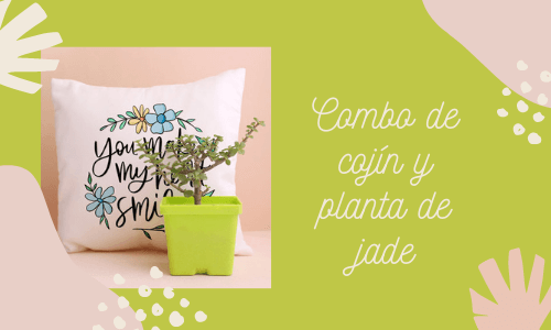 Combo de planta de jade y cojín