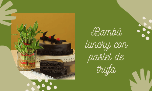 Bambú de la suerte con tortas de trufa