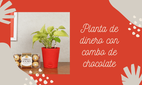 Planta de dinero con un combo de chocolate