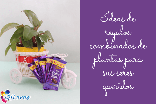 Amor de hoja perenne: Ideas de regalos combinados de plantas para sus seres queridos