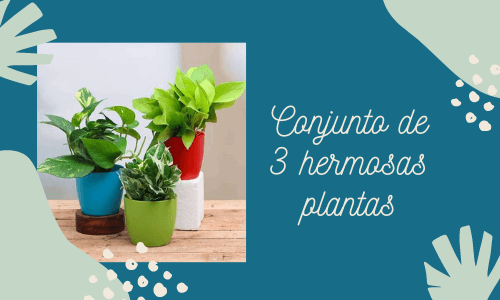 Conjunto de 3 hermosas flores