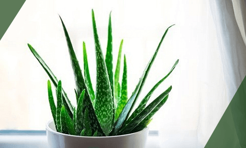 Aloe