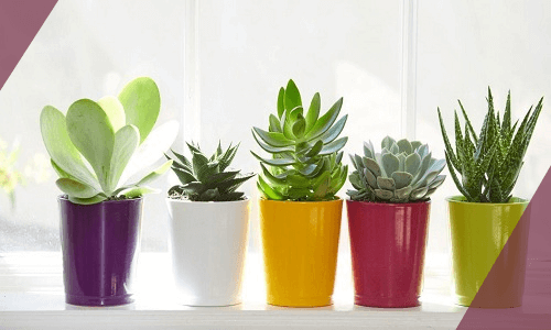Suculentas