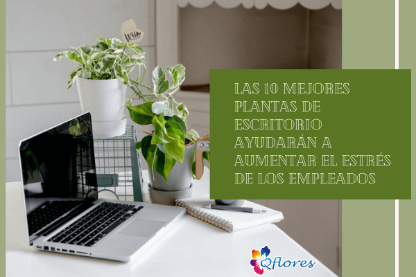 Las 10 mejores plantas de escritorio ayudarán a aumentar el estrés de los empleados