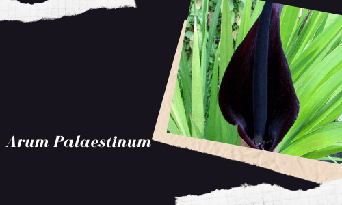 Arum Palaestinum
