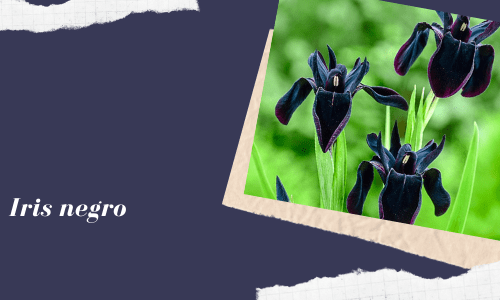 black iris