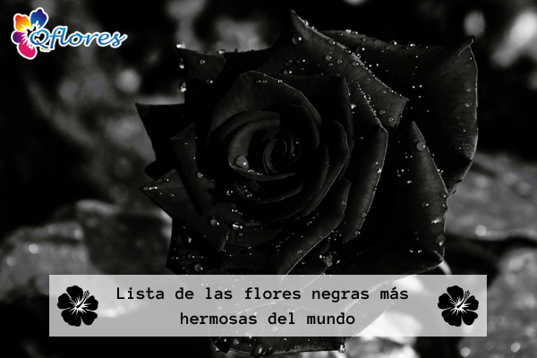 Lista de las flores negras más hermosas del mundo - Qflores