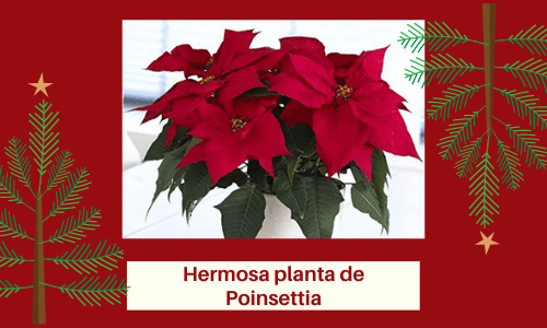 beautiful poinsettia plant
