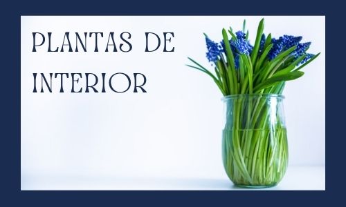 Plantas de interior