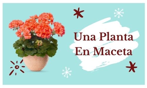 Una planta en maceta