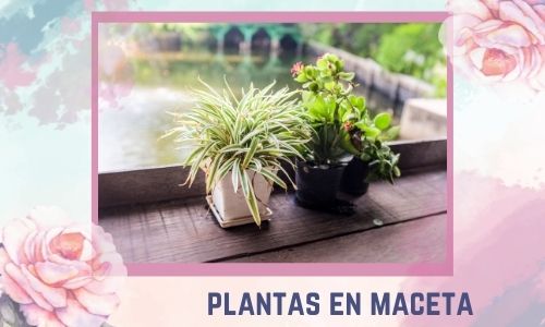 plantas en maceta