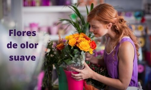 Flores de olor suave