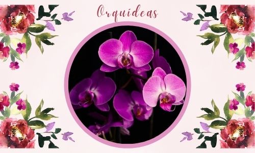 Orqu&iacute;deas