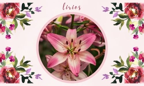 lirios