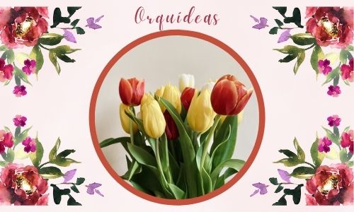 Tulipanes