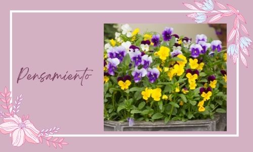 Pensamiento