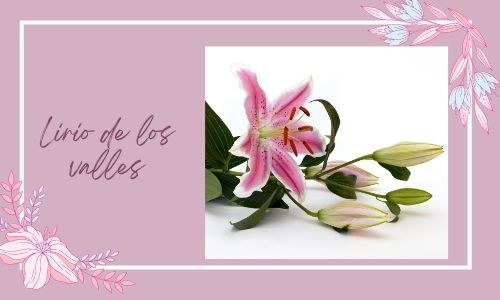 Lirio de los valles