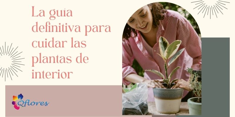 La gu&iacute;a definitiva para cuidar las plantas de interior