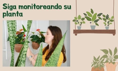 Siga monitoreando su planta