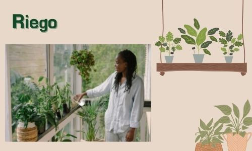 Riego