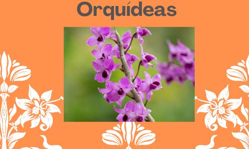 Orqu&iacute;deas