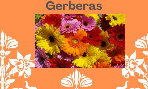 Gerberas